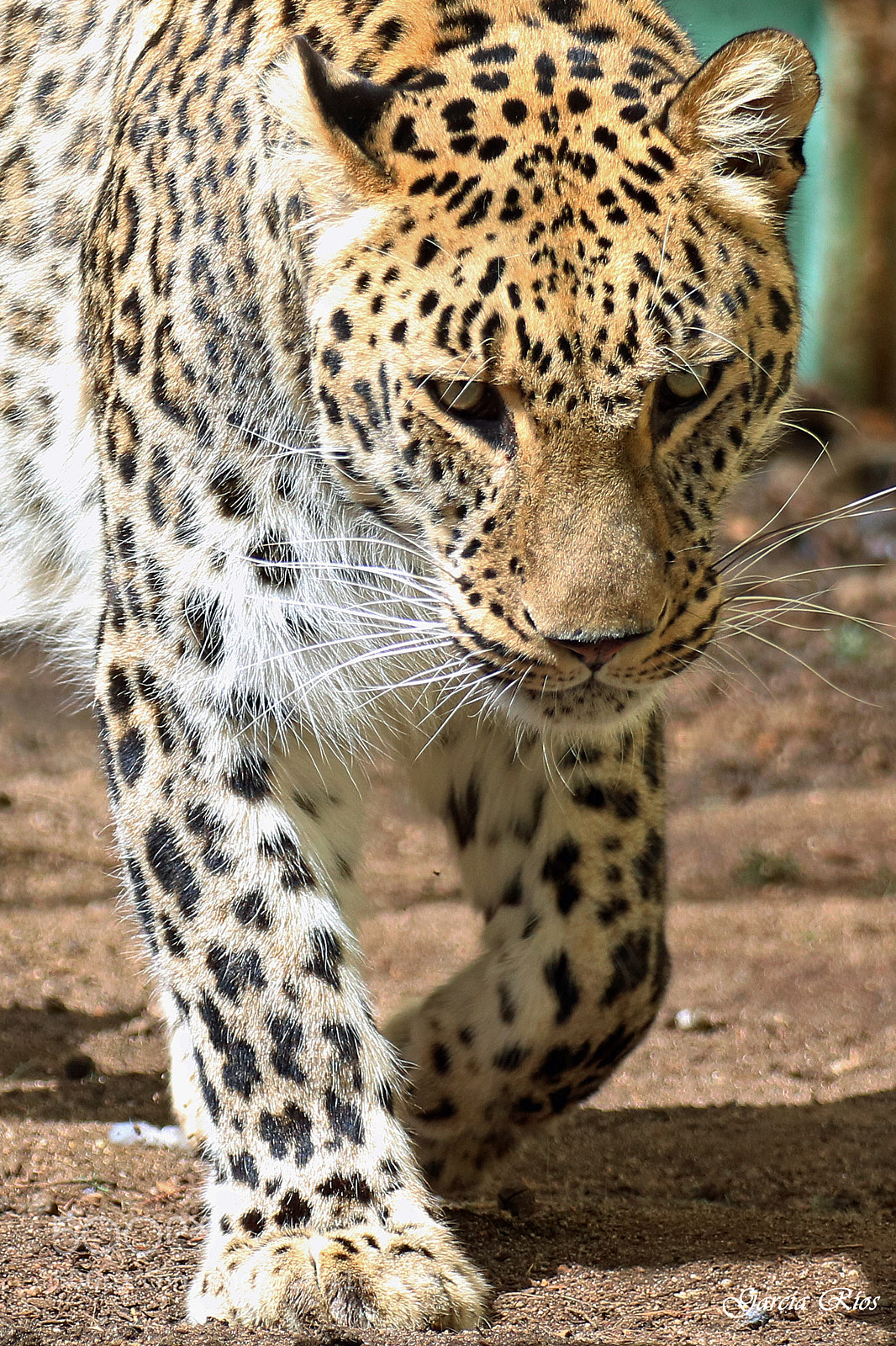 Canon EOS 750D (EOS Rebel T6i / EOS Kiss X8i) sample photo. Mirada felina.  photography