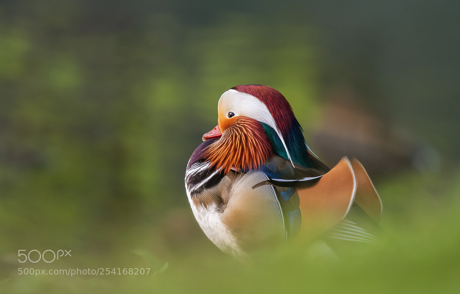 Nikon D500 sample photo. Mandarin duck photography