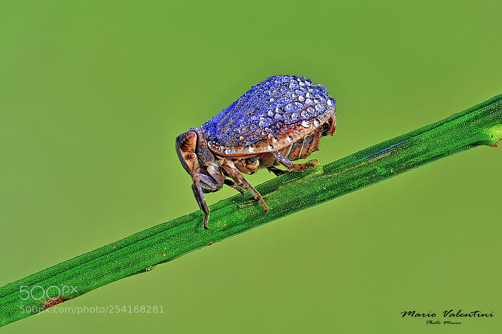 Nikon D700 sample photo. Unknown  insect. photography