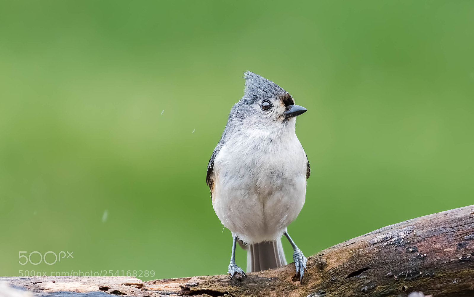 Nikon D500 sample photo. Rainy day, tufted titmouse photography