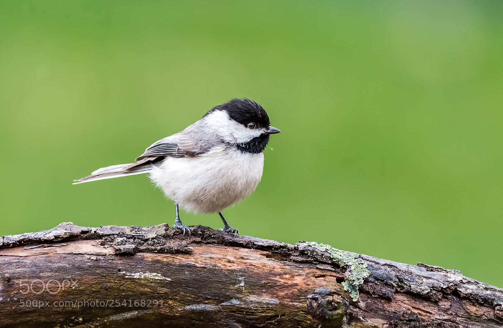 Nikon D500 sample photo. Rainy day, black capped photography
