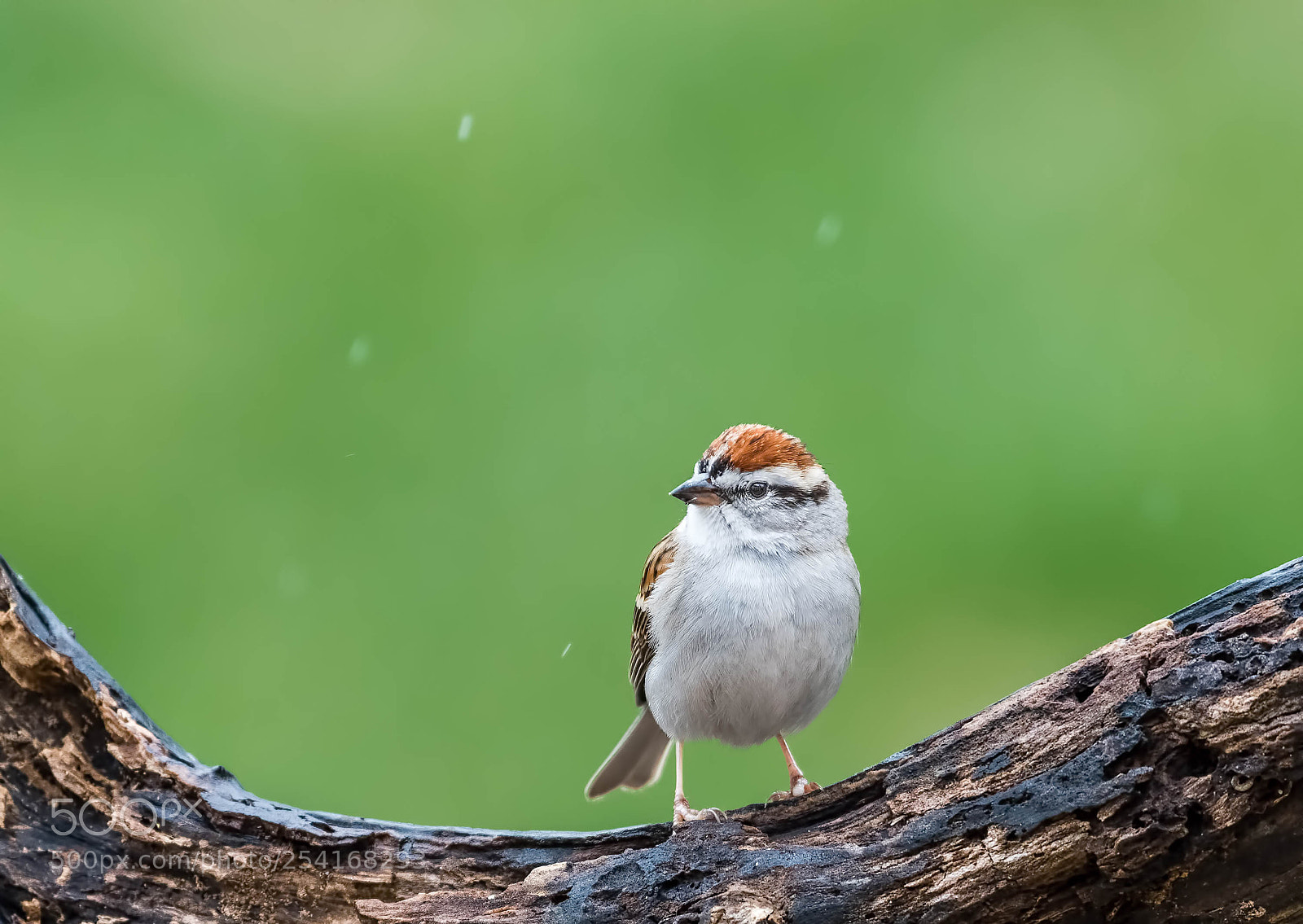 Nikon D500 sample photo. Rainy day, sparrow photography