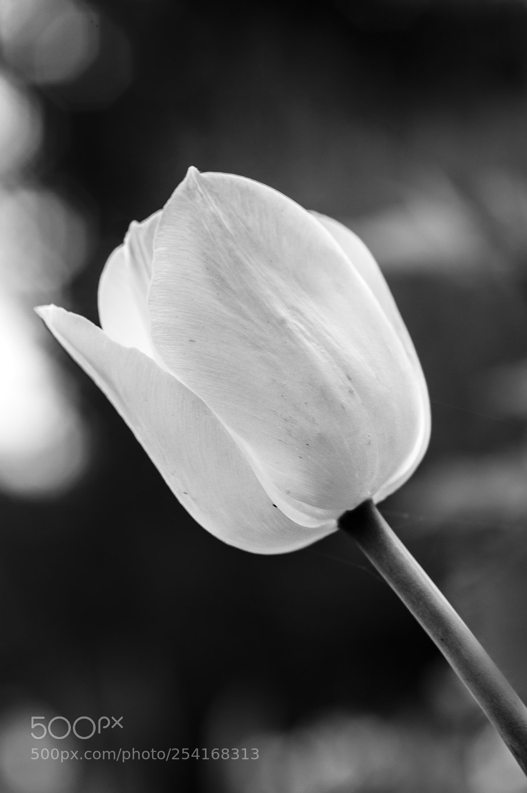 Pentax K-3 sample photo. Black and white tulip photography