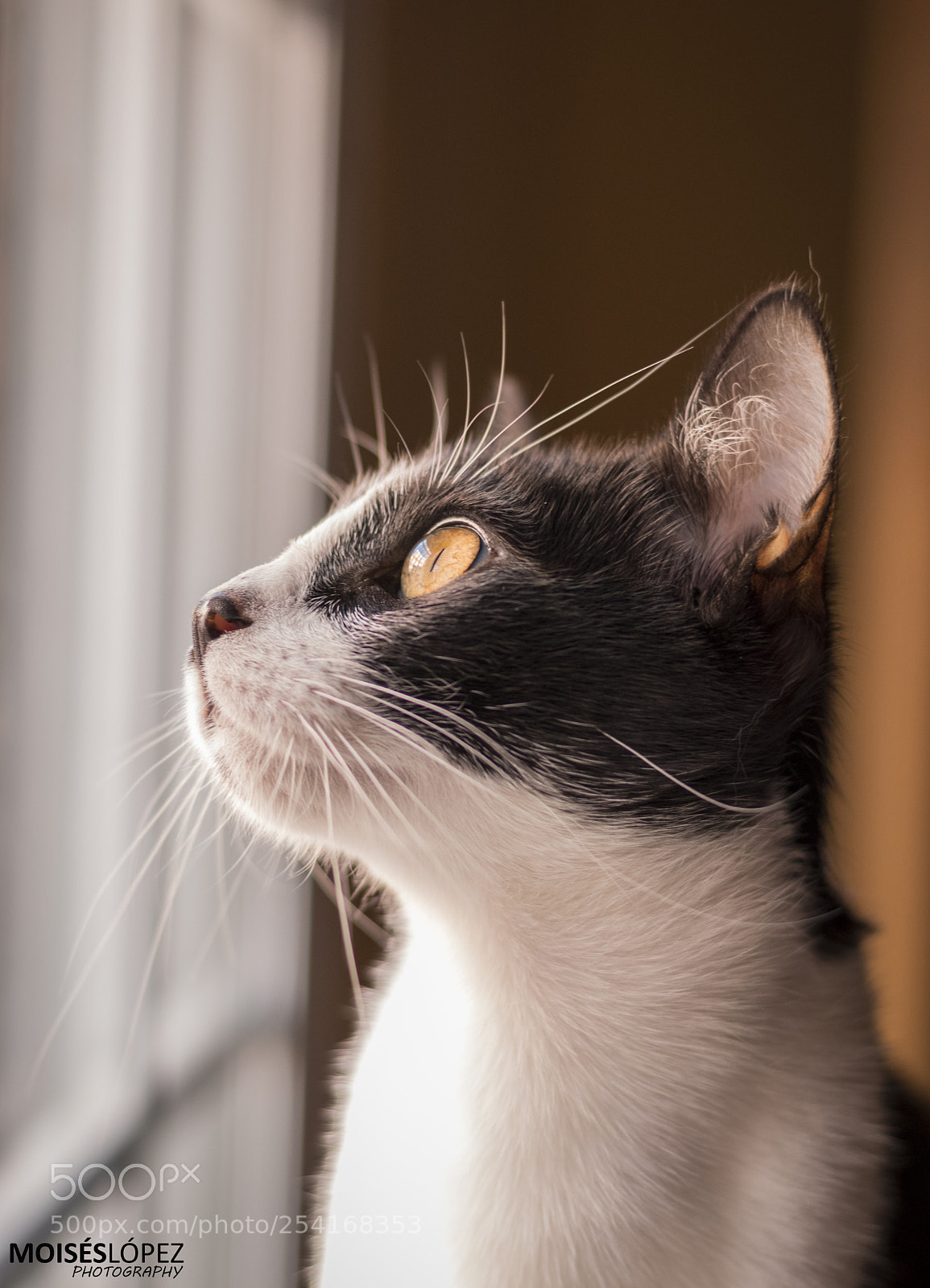 Canon EOS 80D sample photo. Shiva portrait photography