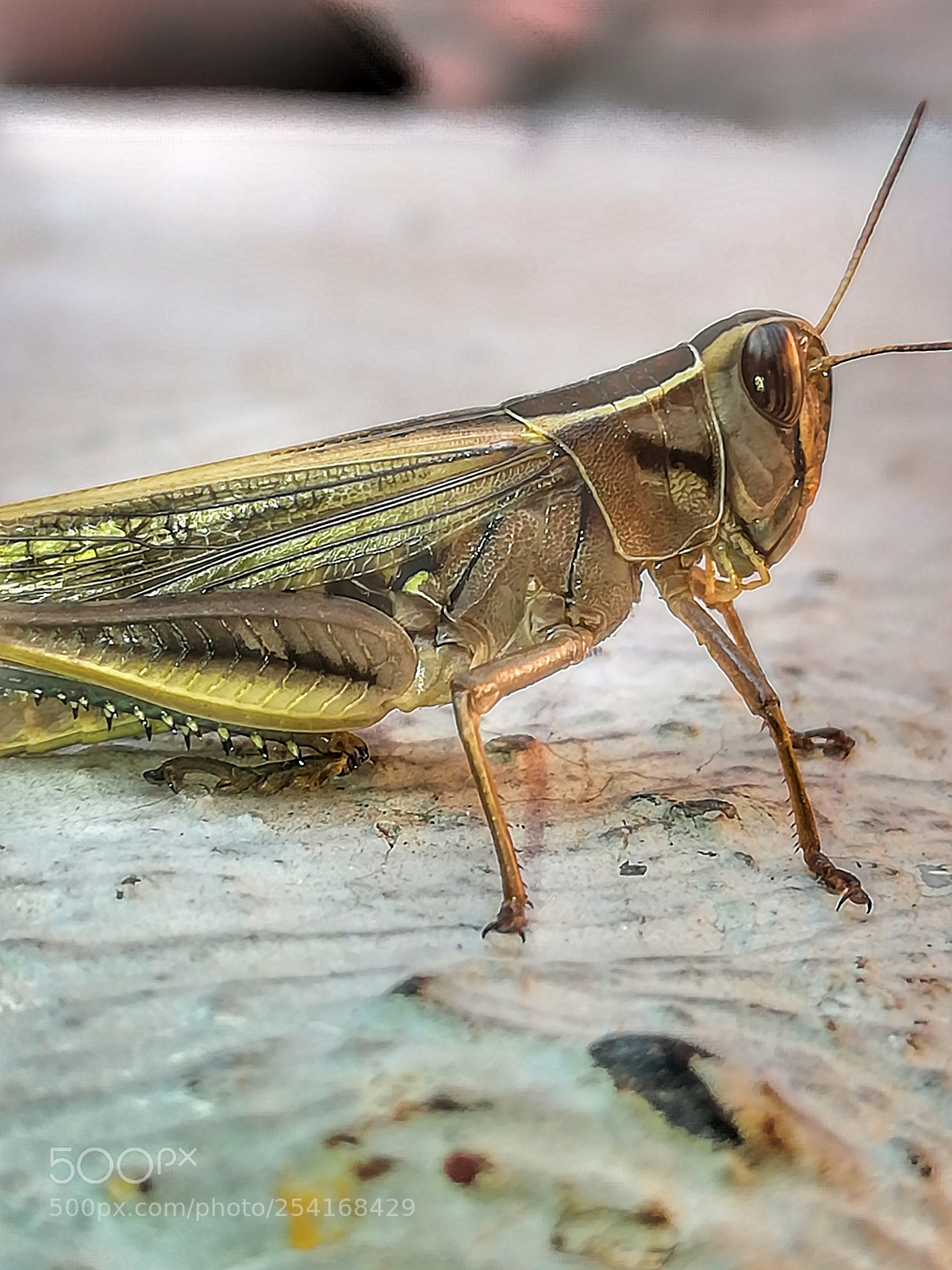 HUAWEI honor 6x sample photo. Grasshopper photography