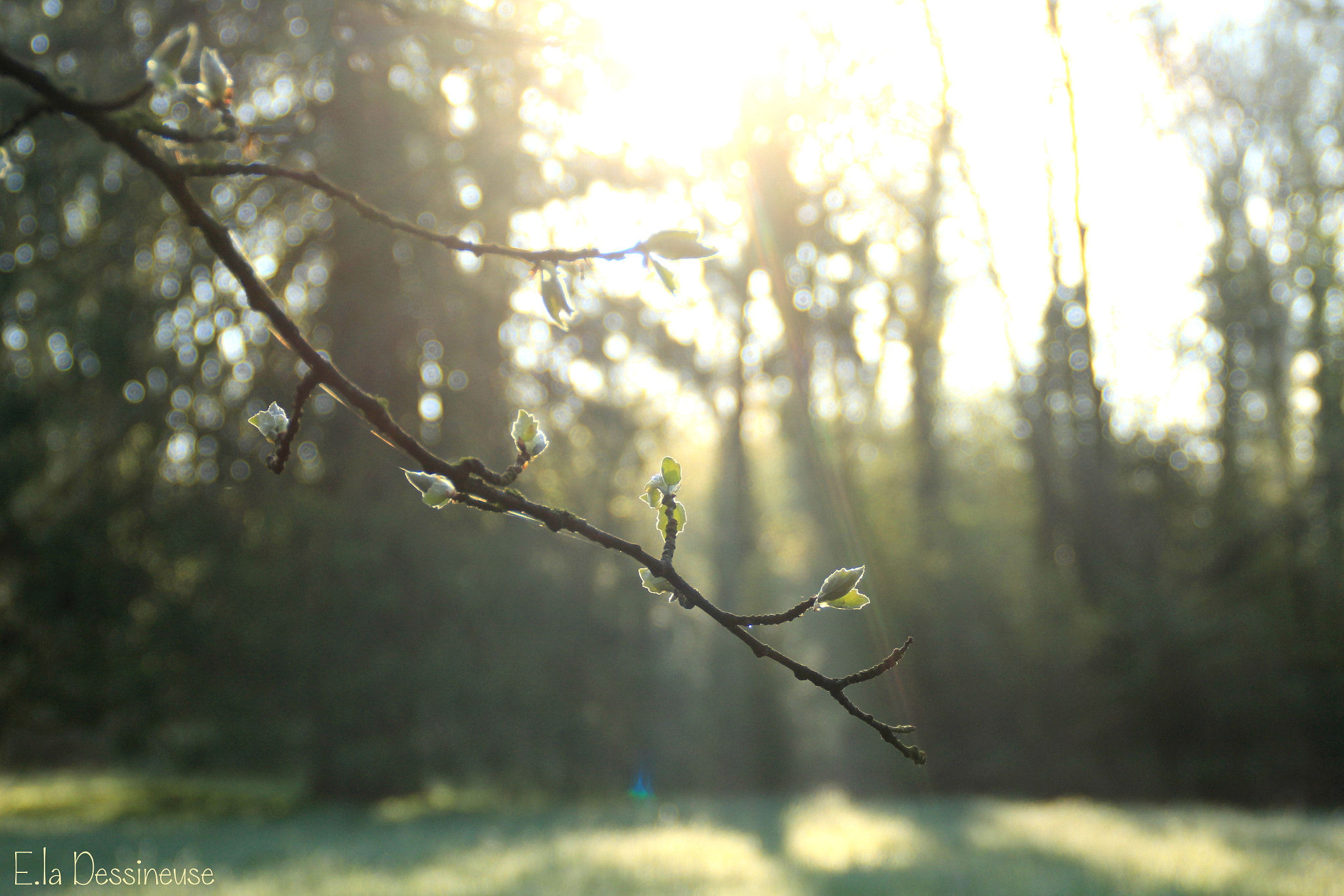 Canon EOS 700D (EOS Rebel T5i / EOS Kiss X7i) sample photo. Img photography