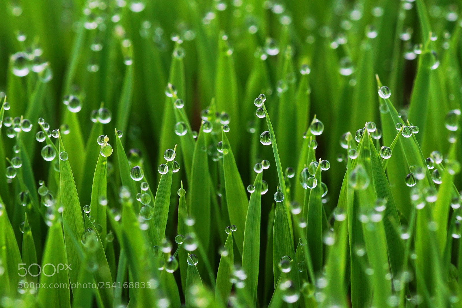Sony ILCA-77M2 sample photo. Morning dots photography