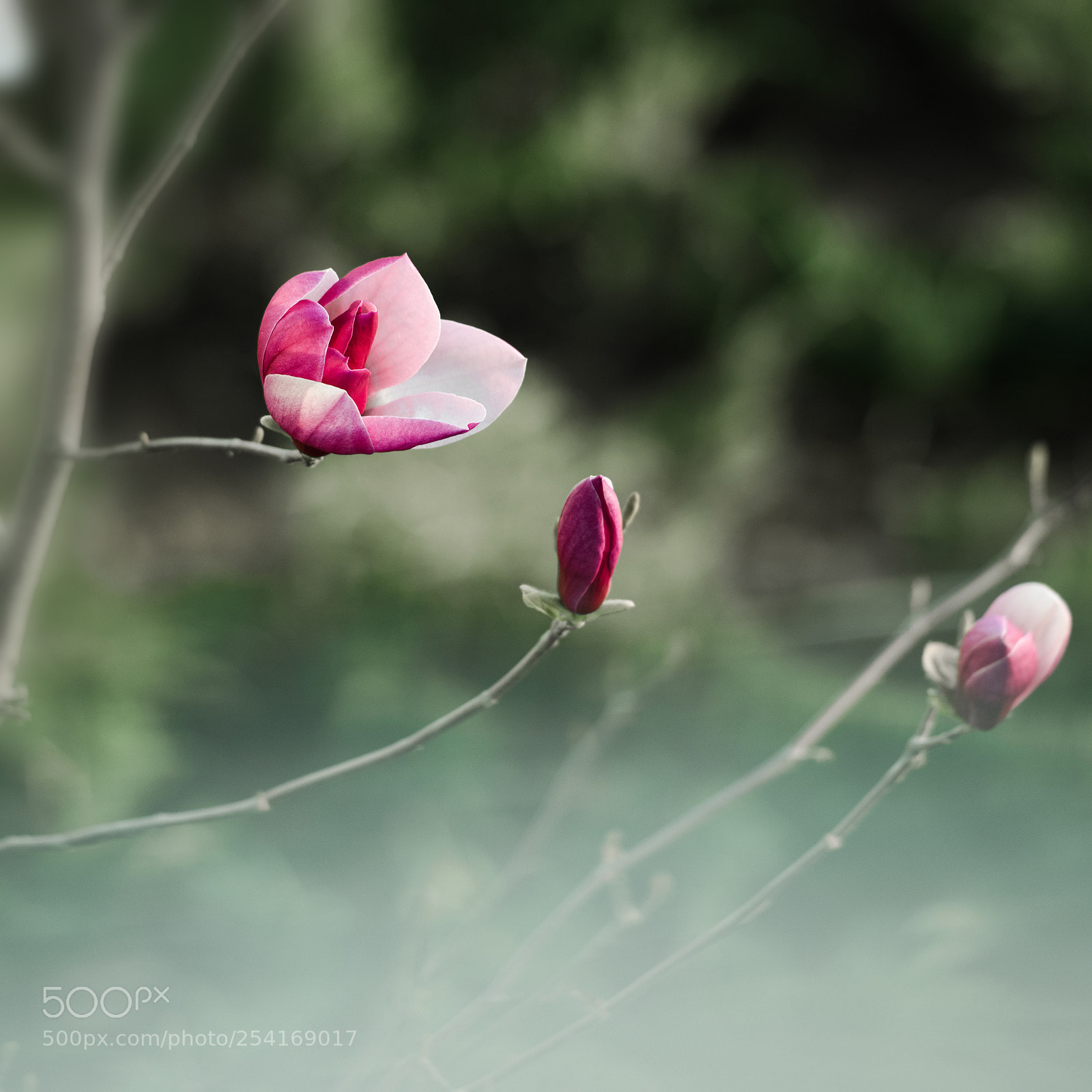 Nikon D810 sample photo. Untitled photography