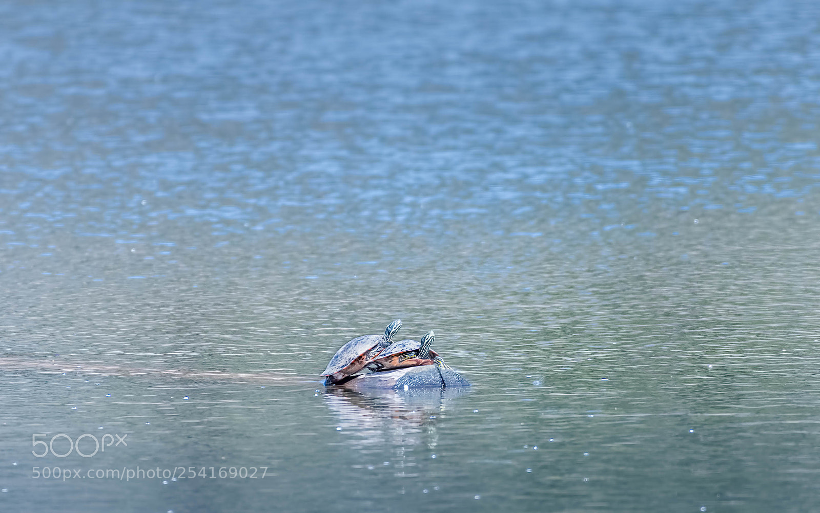 Nikon D500 sample photo. Turtle float photography