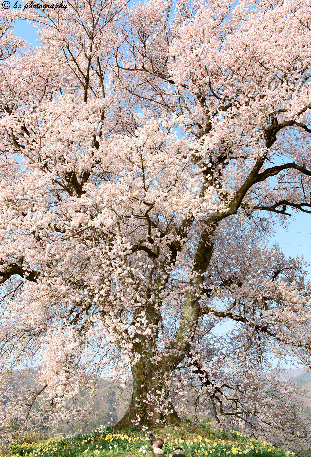 Nikon D810 sample photo. Ancient tree #3 photography