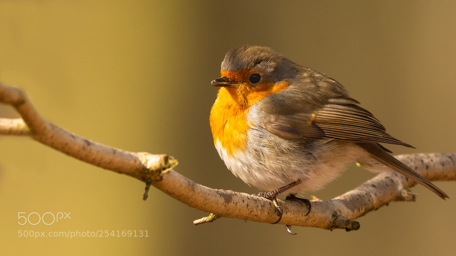 Nikon D7200 sample photo. Fluffy robin photography