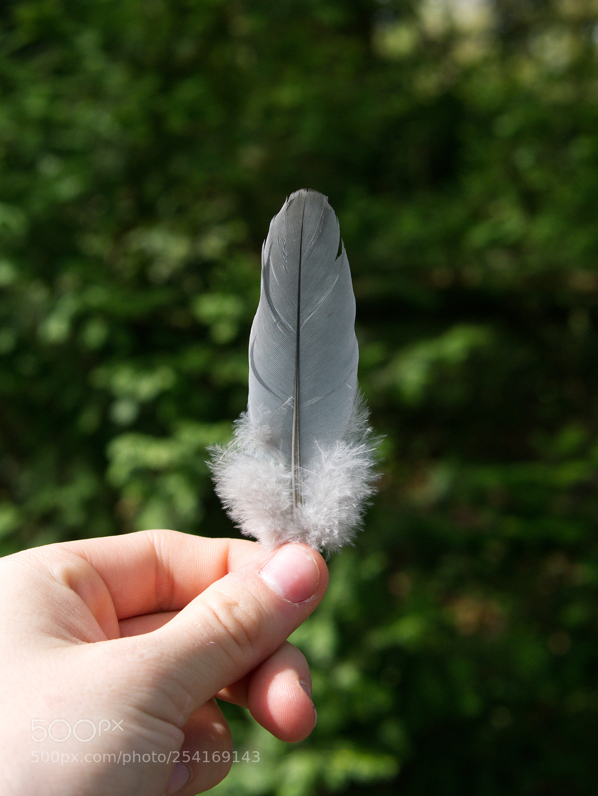 Panasonic DMC-G70 sample photo. Feather photography