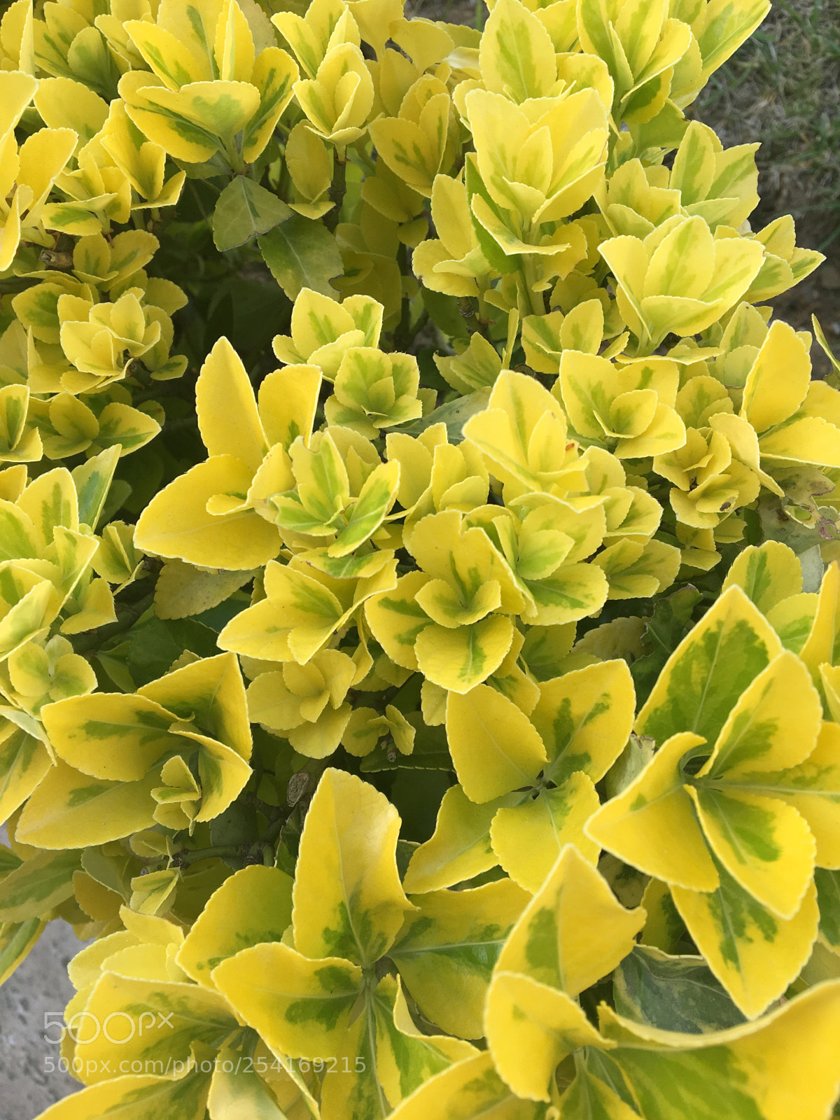 Apple iPhone 6s sample photo. Yellow photography