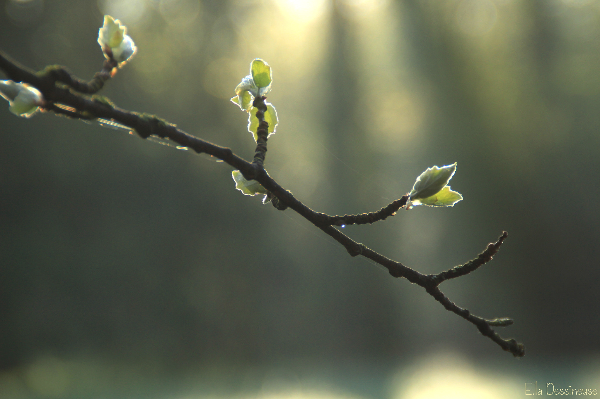 Canon EOS 700D (EOS Rebel T5i / EOS Kiss X7i) sample photo. Img photography