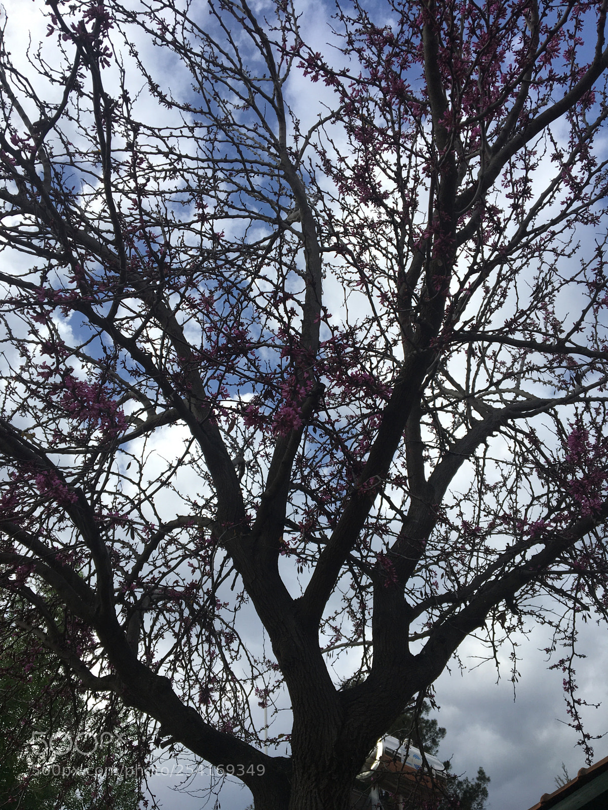 Apple iPhone 6s sample photo. Untitled photography