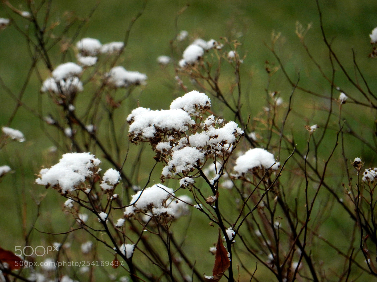 Nikon Coolpix S9900 sample photo. Snow flower photography