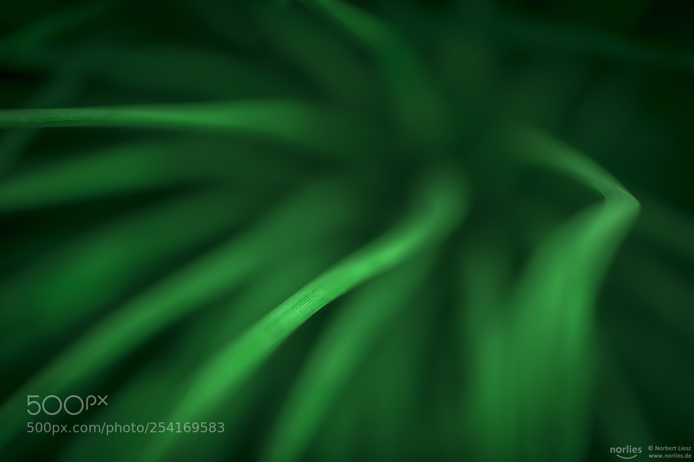 Nikon D850 sample photo. Like northern lights photography