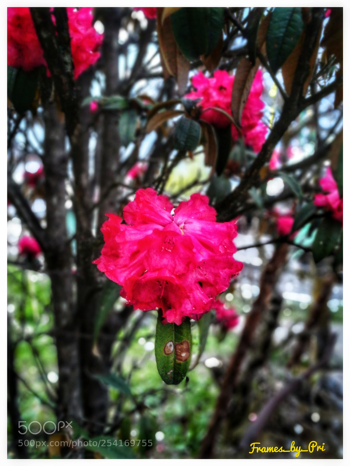 HUAWEI honor 6x sample photo. The rhododendron... photography