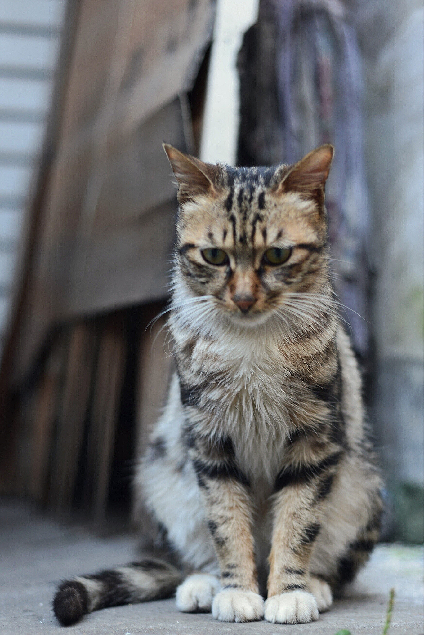 Nikon D610 + Nikon AF Nikkor 50mm F1.8D sample photo. 微博：penghufei photography