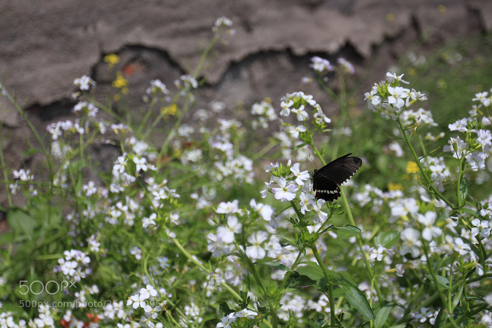 Canon EOS 700D (EOS Rebel T5i / EOS Kiss X7i) sample photo. Untitled photography