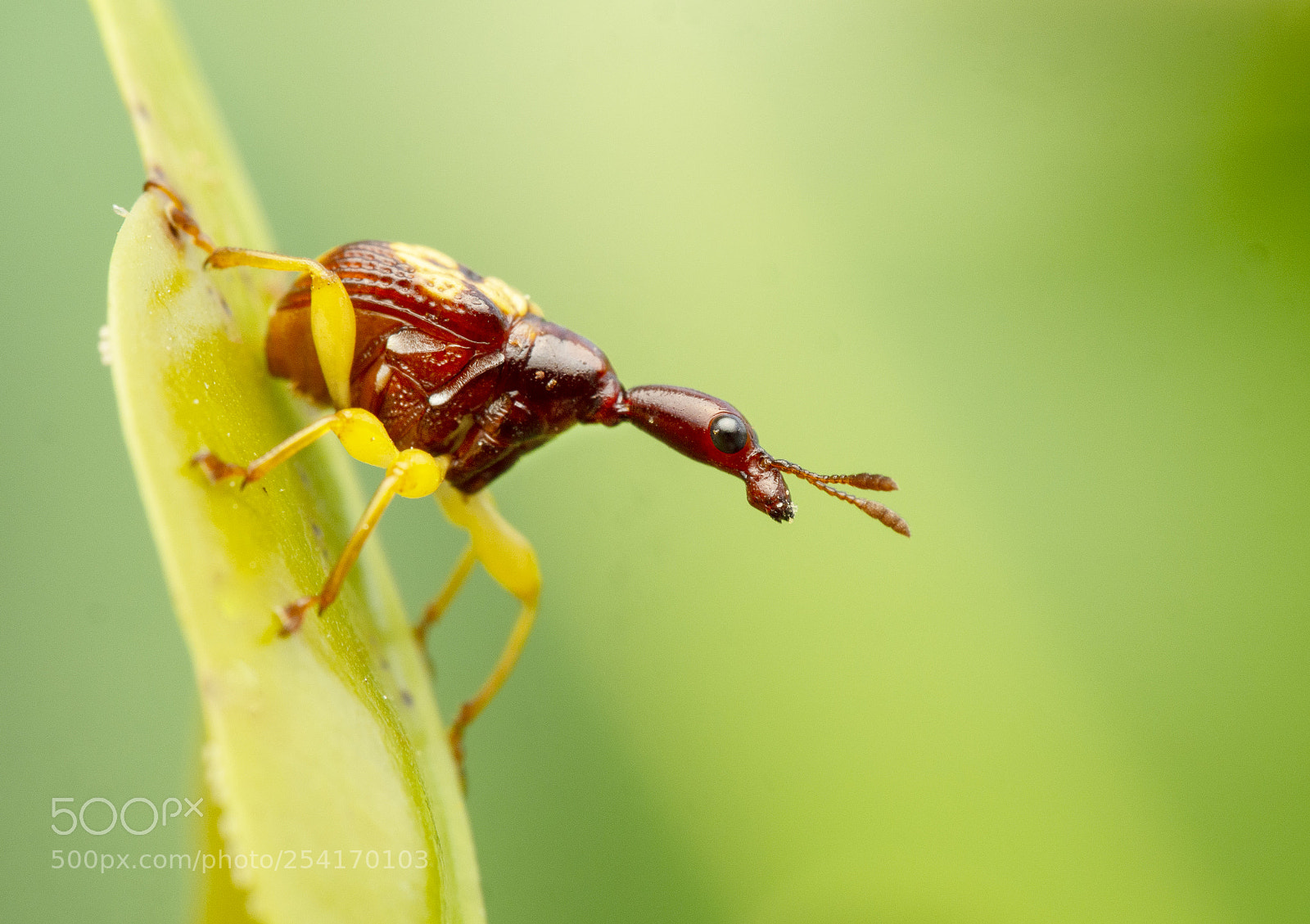 Olympus OM-D E-M5 sample photo. Insect photography