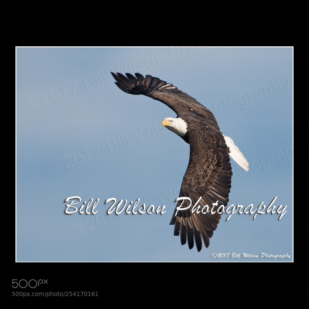 Nikon D500 sample photo. Bald eagle flight photography