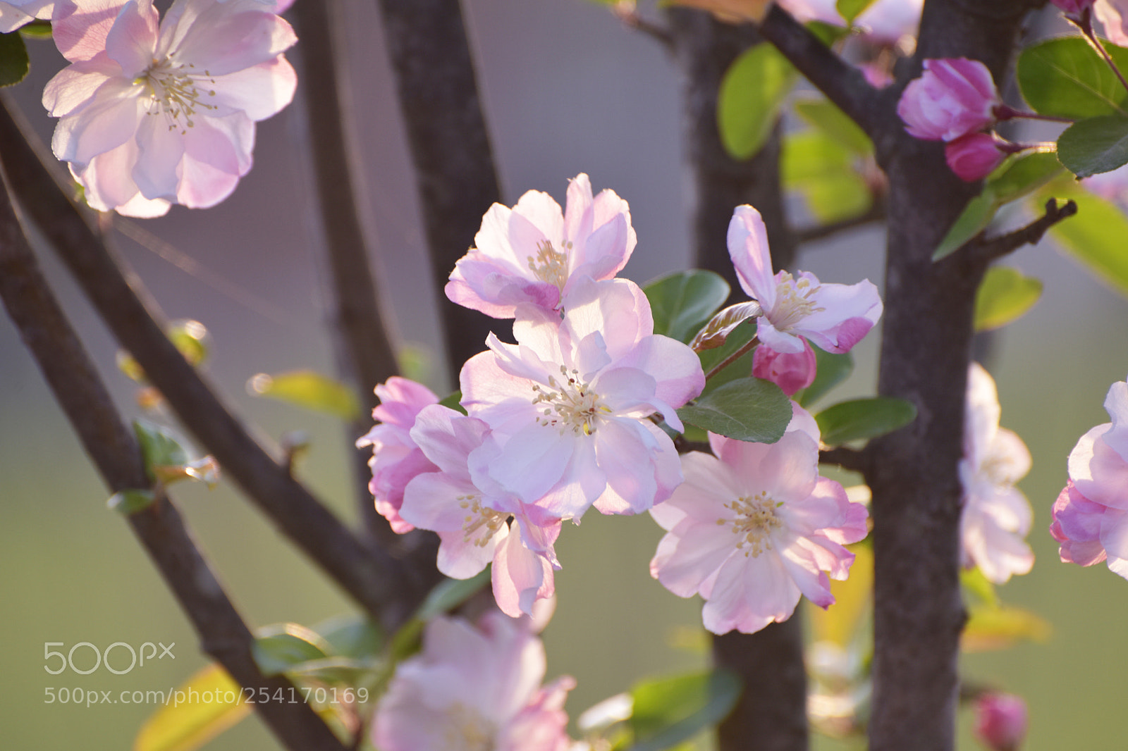 Nikon D810 sample photo. Untitled photography