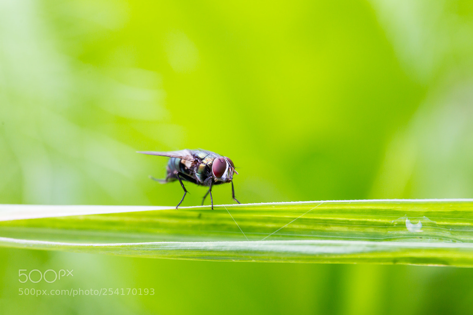 Canon EOS-1D Mark IV sample photo. Housefly photography