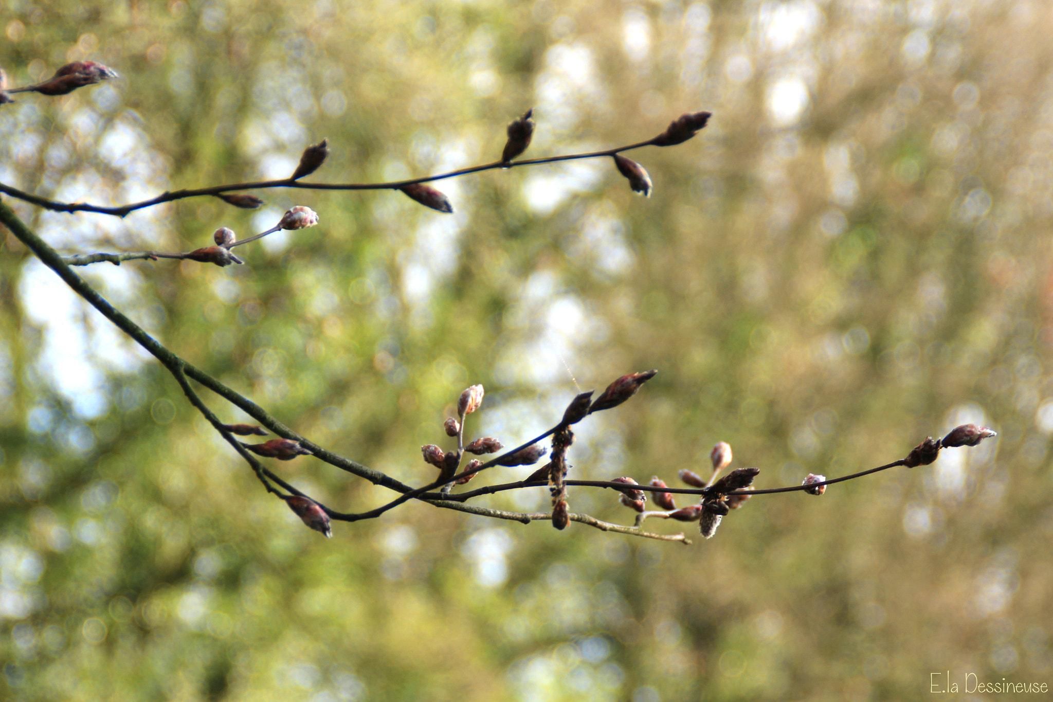 Canon EOS 700D (EOS Rebel T5i / EOS Kiss X7i) sample photo. Img photography