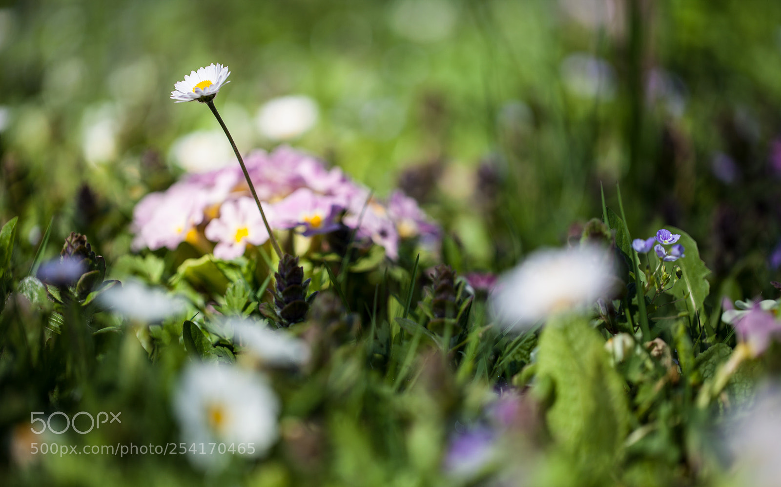 Canon EOS 5D Mark II sample photo. Beauty photography