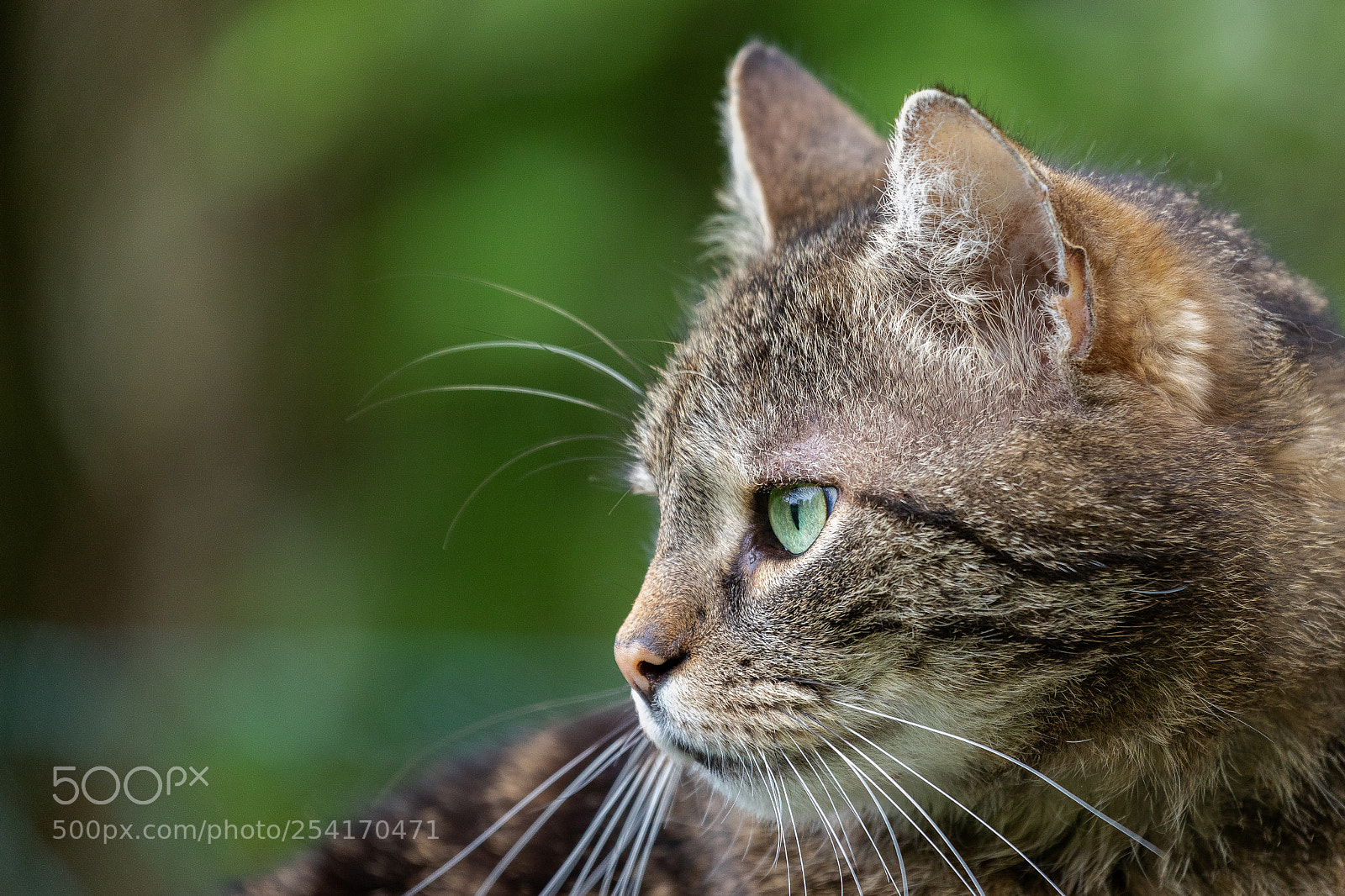 Canon EOS 5D Mark IV sample photo. Leo1 photography