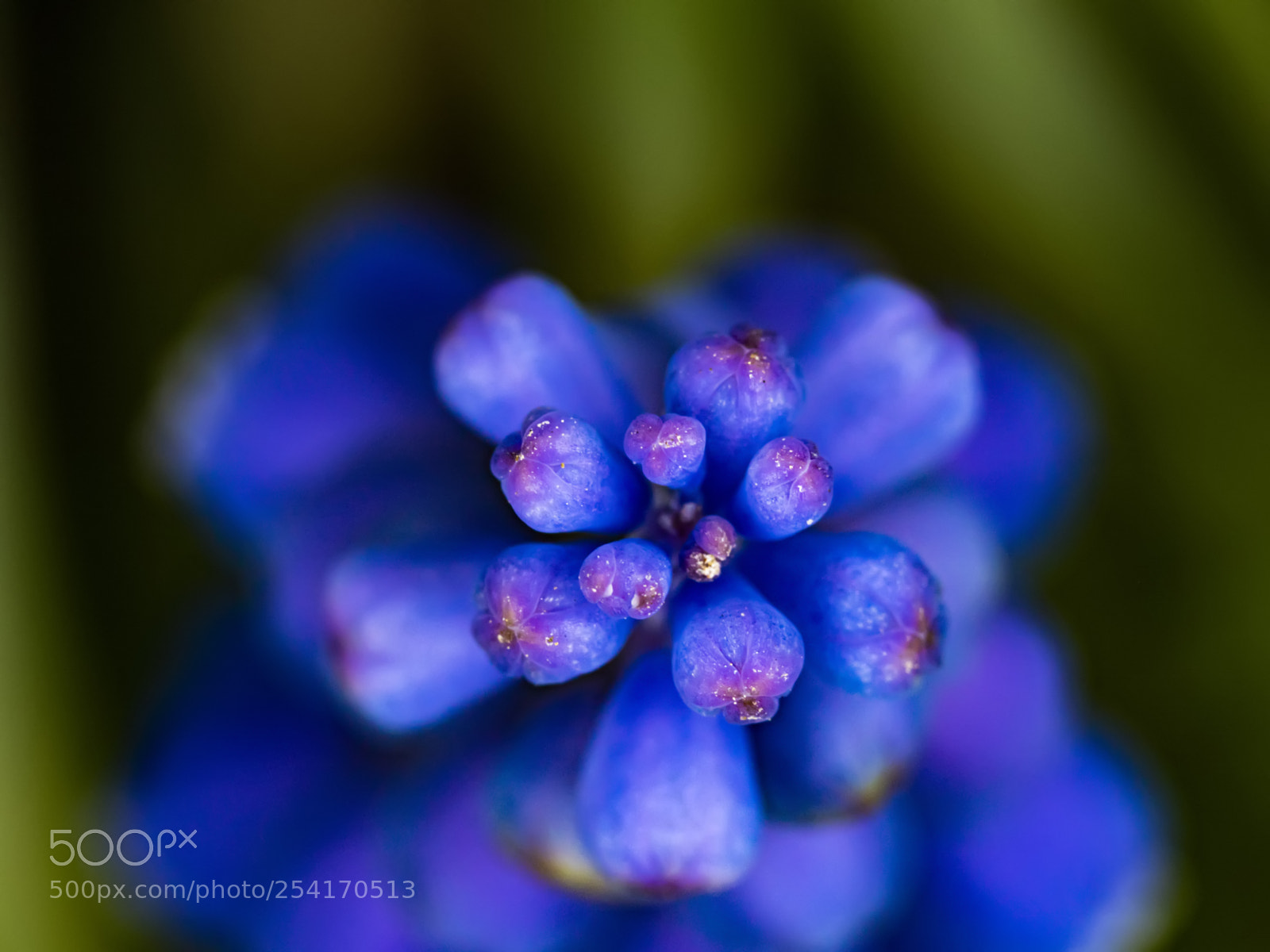 Olympus PEN E-PL7 sample photo. Muscari photography