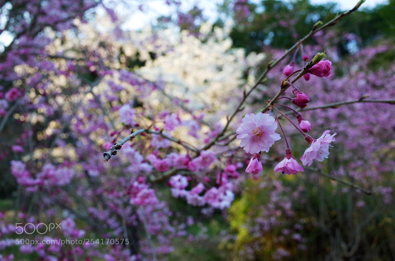 Ricoh GR sample photo. 小萩園の春 photography