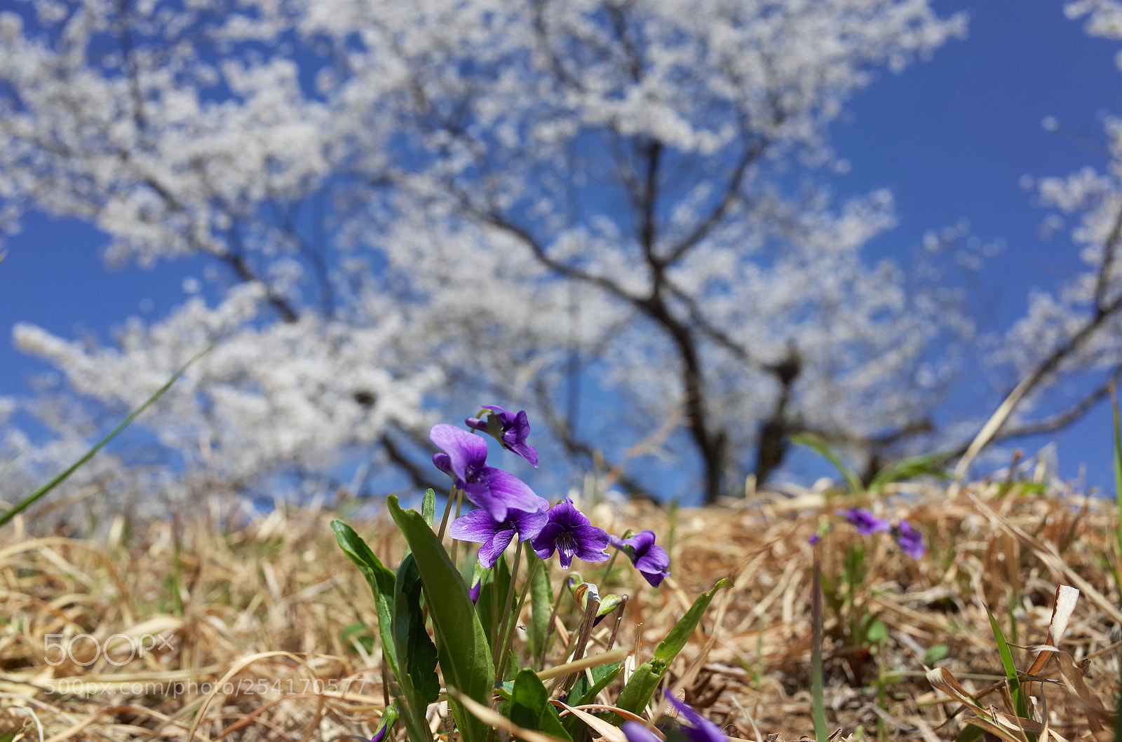 Ricoh GR sample photo. 小萩園の春 photography
