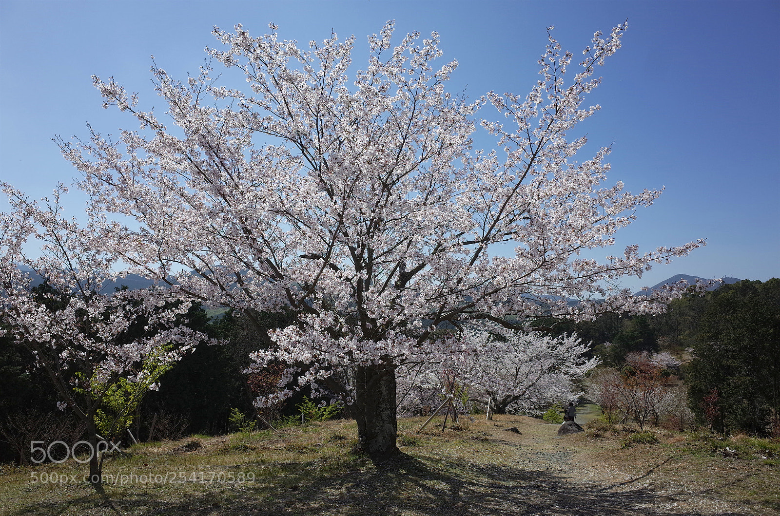 Ricoh GR sample photo. 小萩園の春 photography