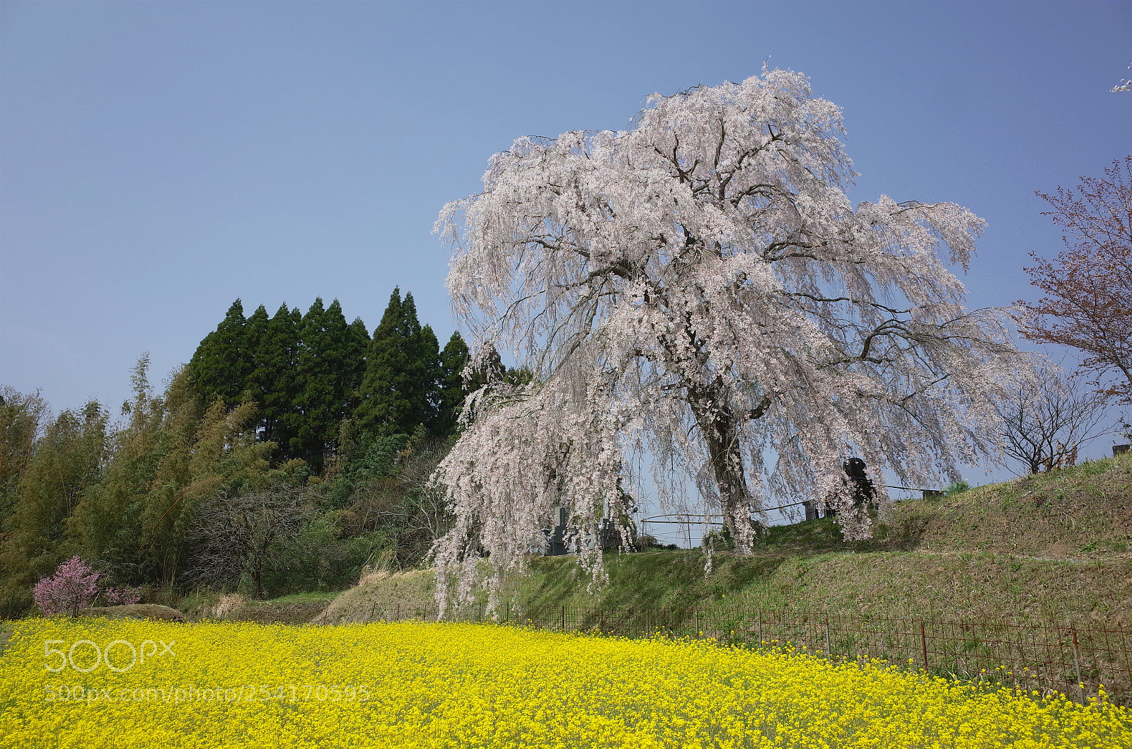 Ricoh GR sample photo. 豊後竹田清水家の枝垂れ桜 photography