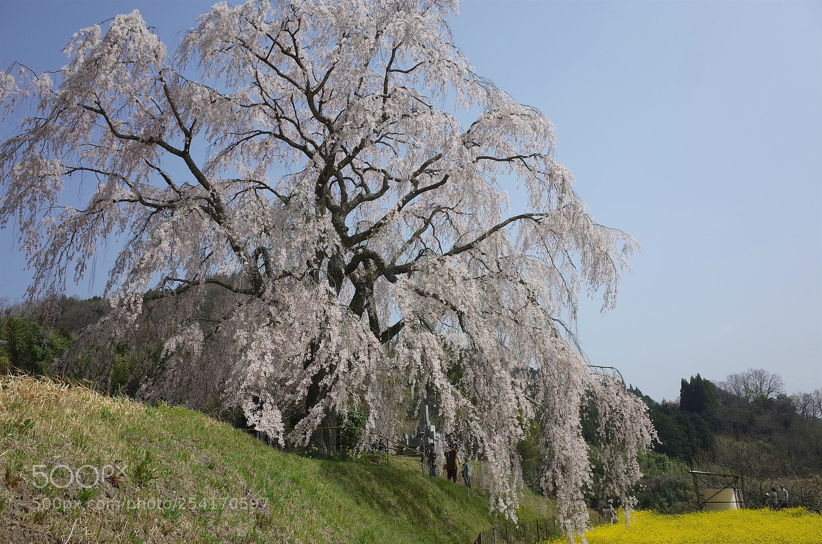 Ricoh GR sample photo. 豊後竹田清水家の枝垂れ桜 photography