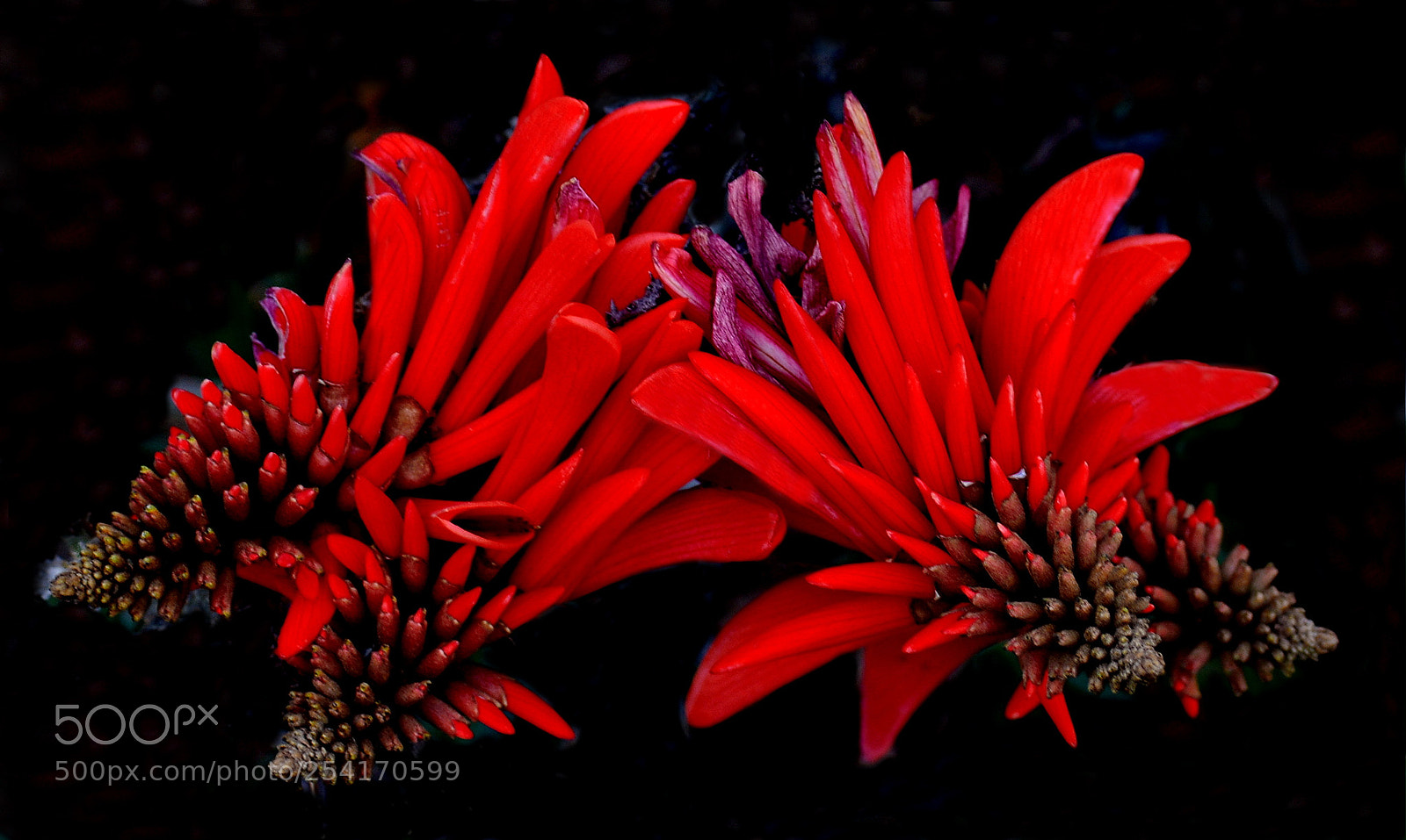 Nikon D7200 sample photo. Red pinecomb flowers photography