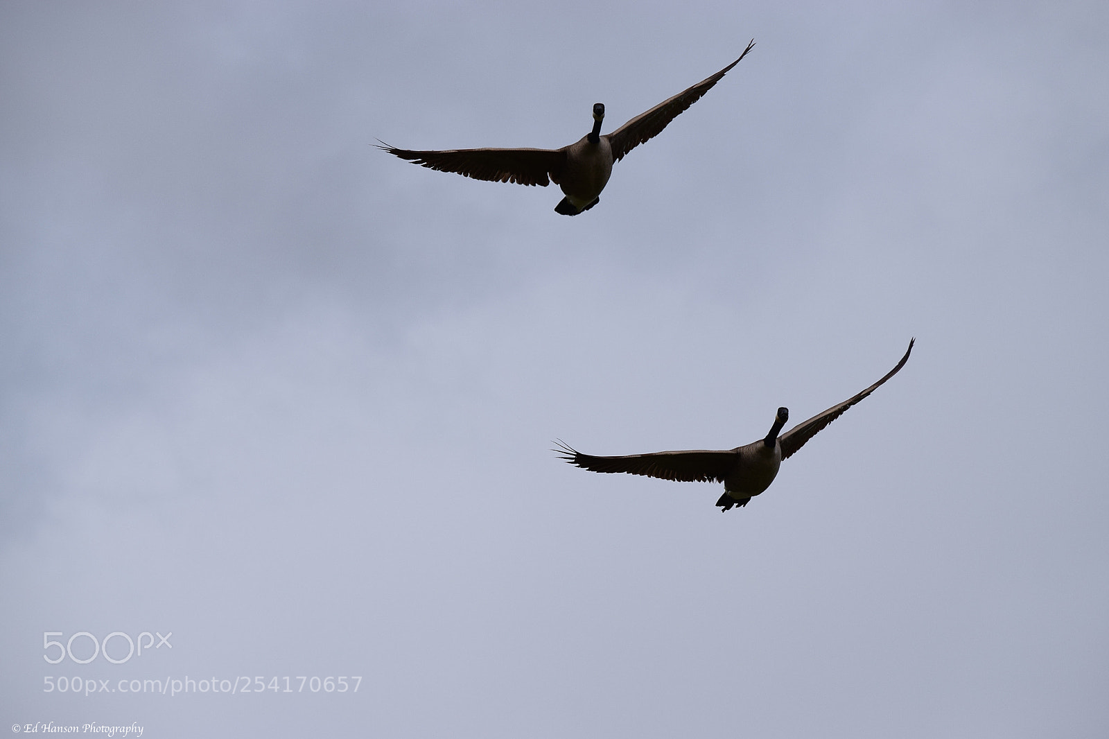 Nikon D3300 sample photo. Fly by photography