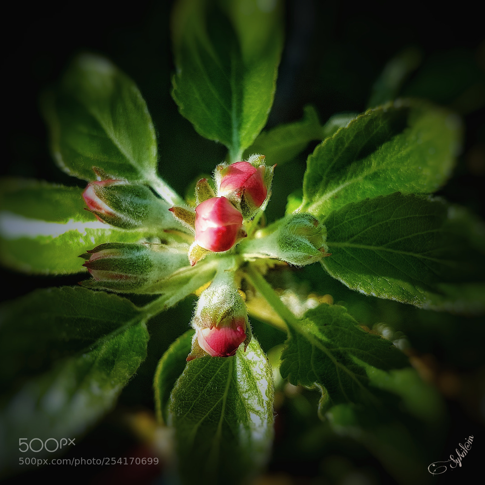 Samsung Galaxy S7 Edge sample photo. Fleurs de pommiers photography