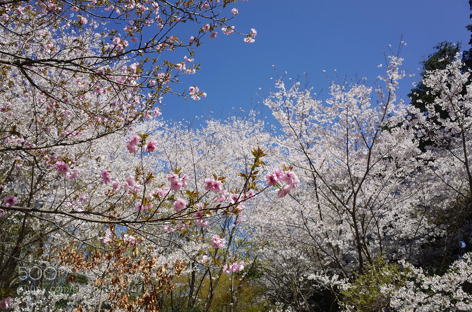 Ricoh GR sample photo. 小萩園の春 photography