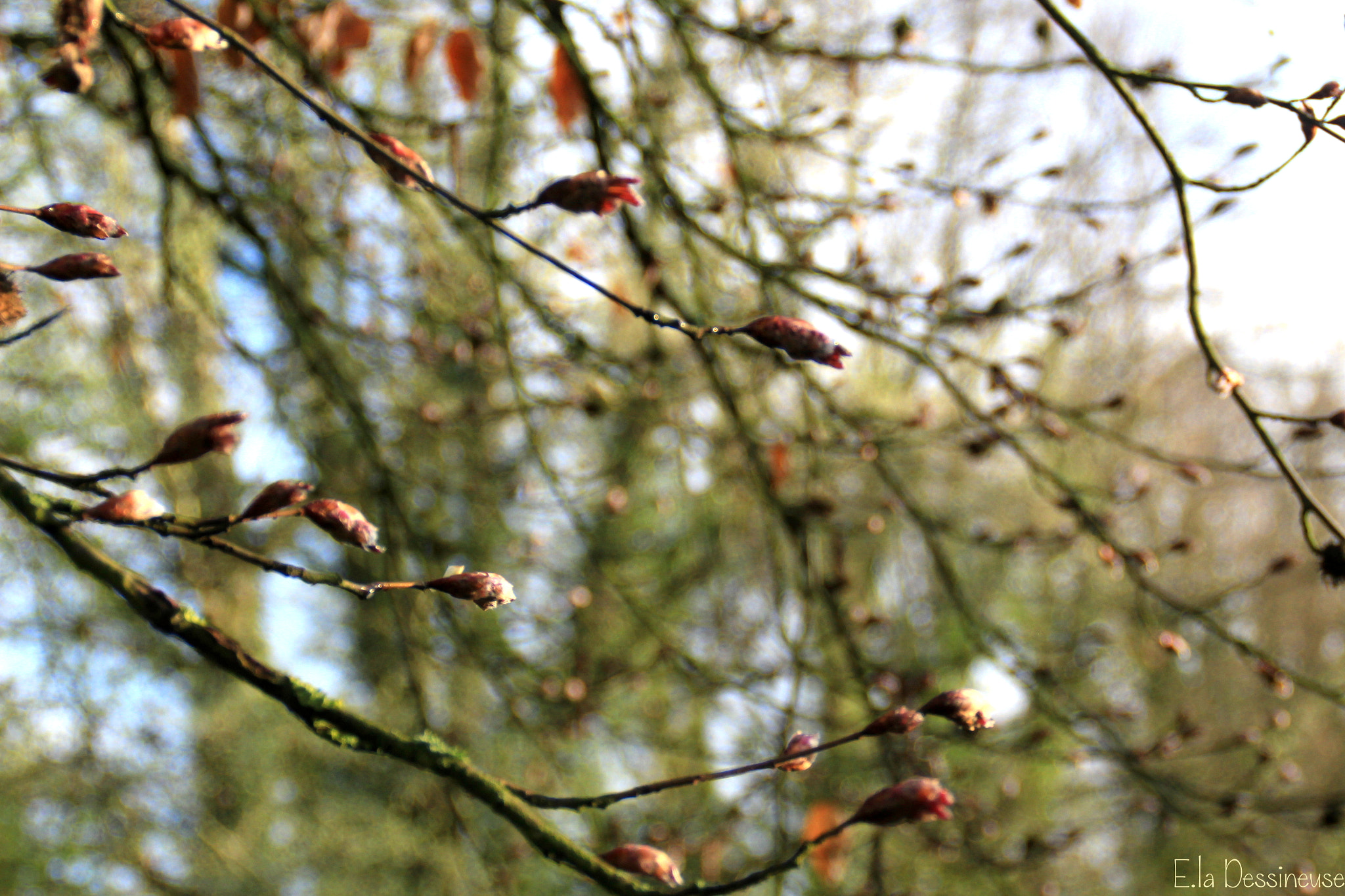 Canon EOS 700D (EOS Rebel T5i / EOS Kiss X7i) sample photo. Img photography