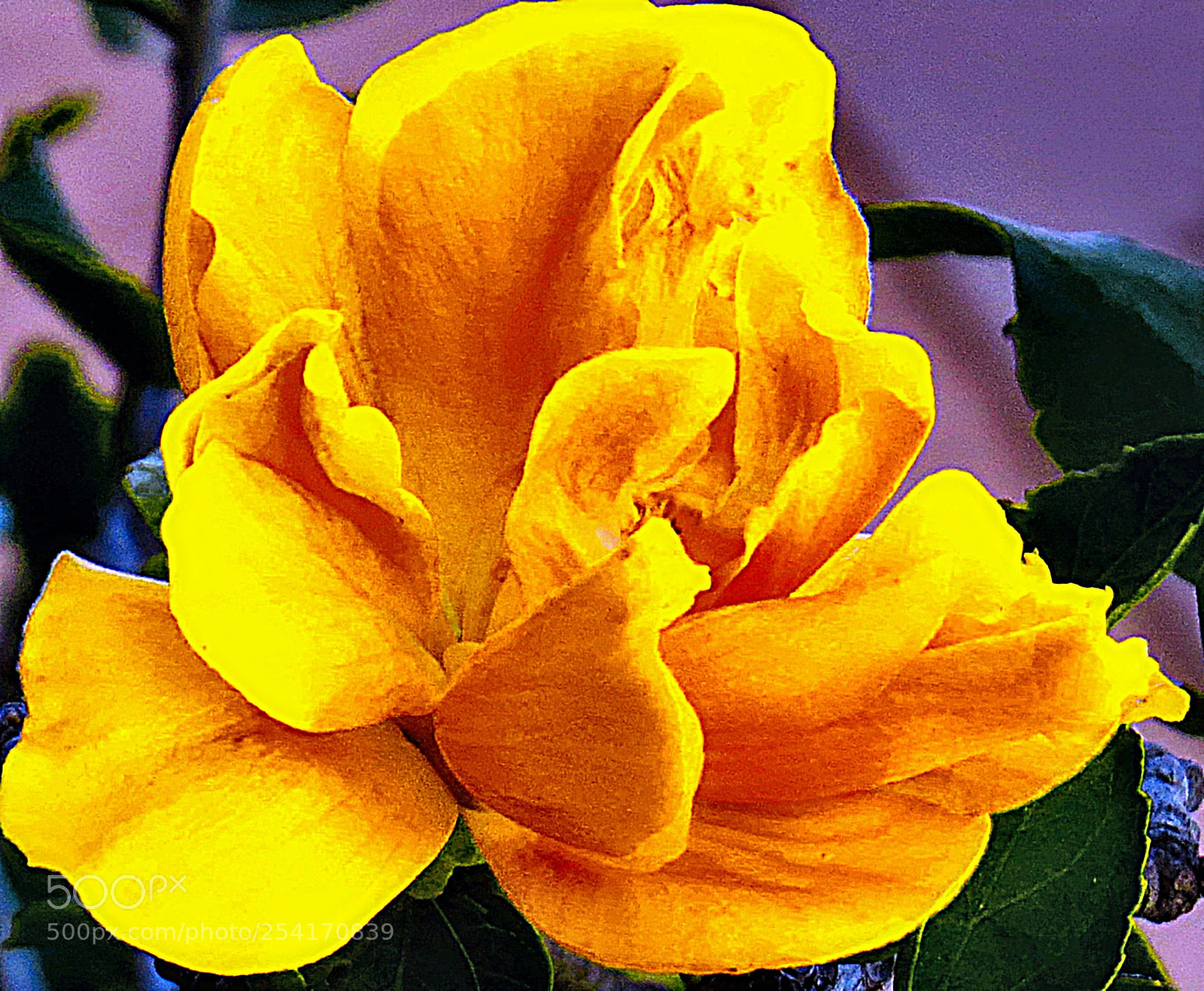 Canon PowerShot SX50 HS sample photo. Gold flower in the photography