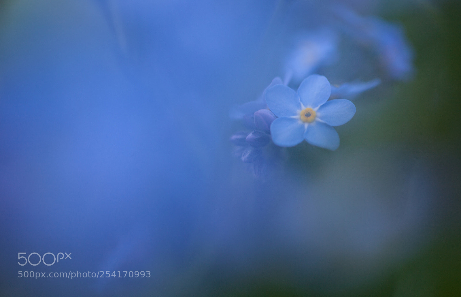 Canon EOS 5D Mark II sample photo. Feelin' blue photography