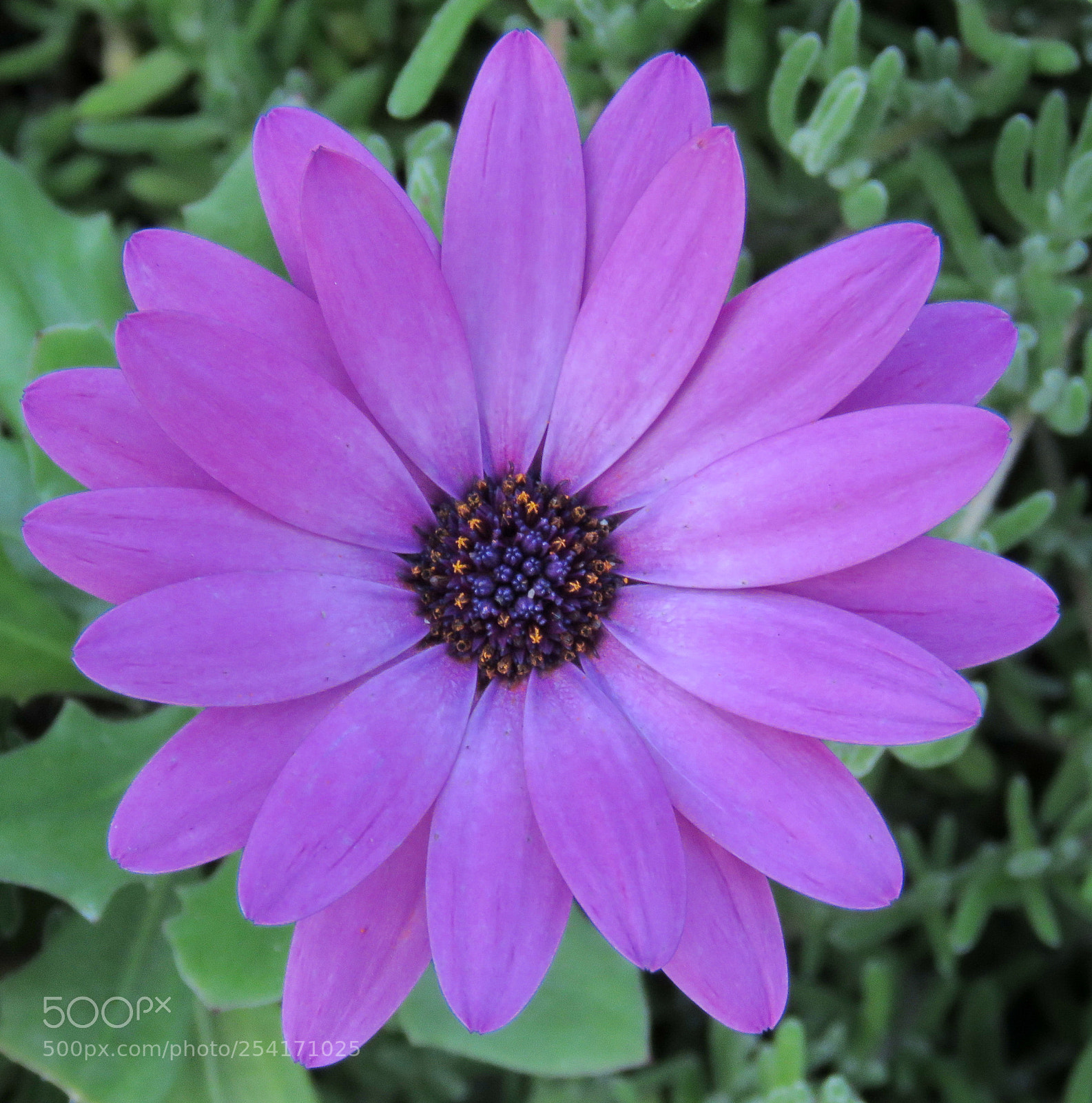Canon PowerShot SX60 HS sample photo. A purple daisy flower photography