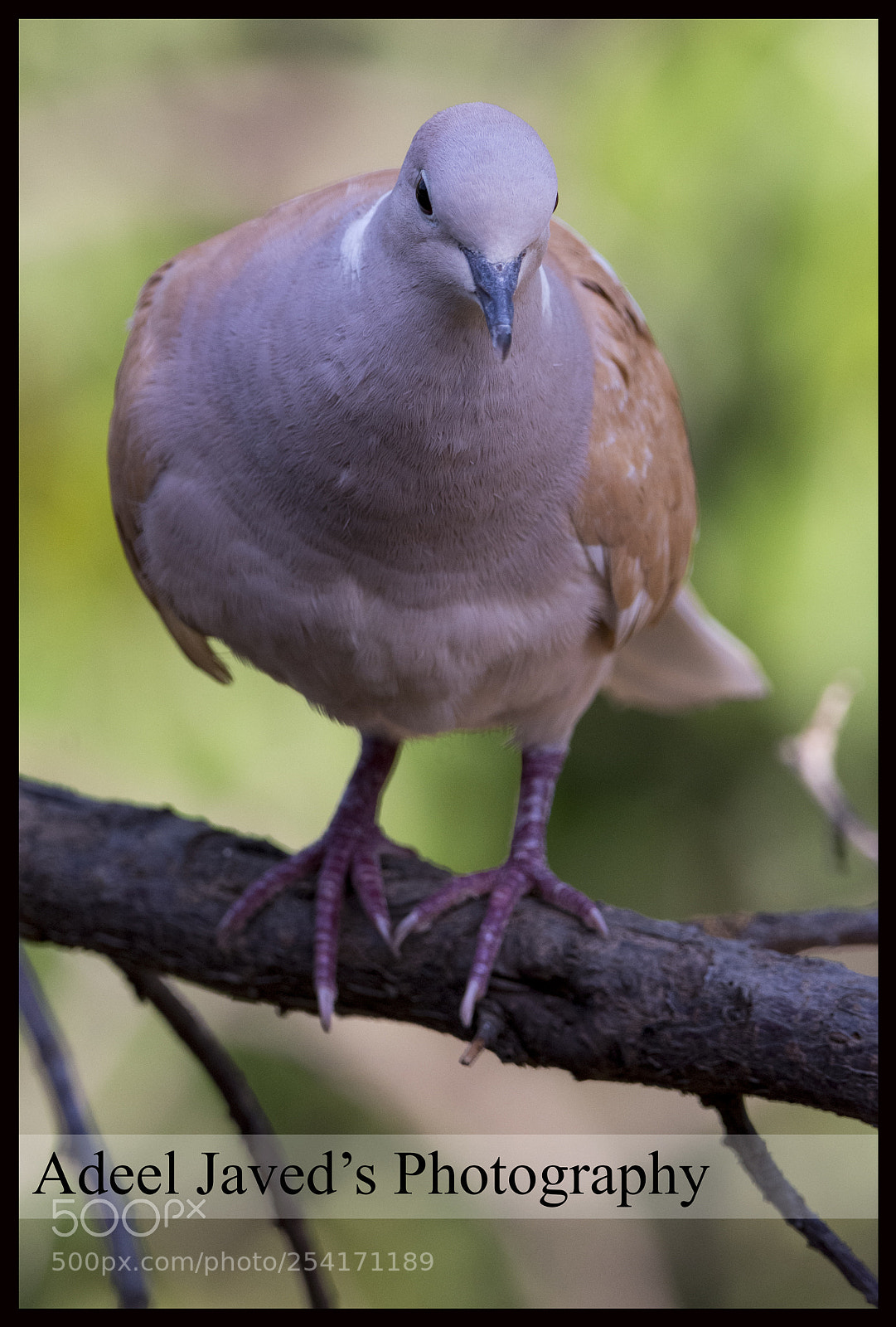 Nikon D7200 sample photo. Dove photography