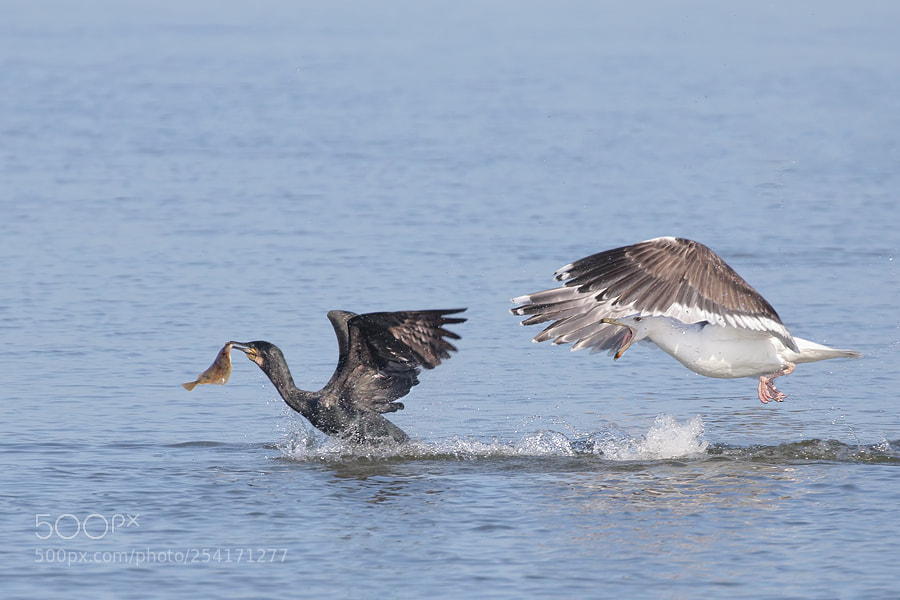 Canon EOS 7D Mark II sample photo. The chase photography