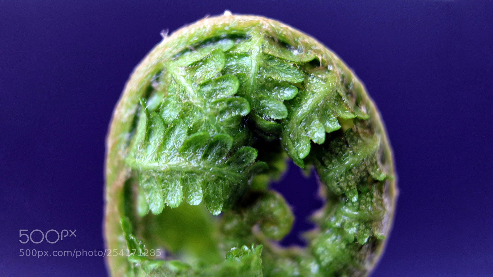 Canon EOS 750D (EOS Rebel T6i / EOS Kiss X8i) sample photo.    fern  photography