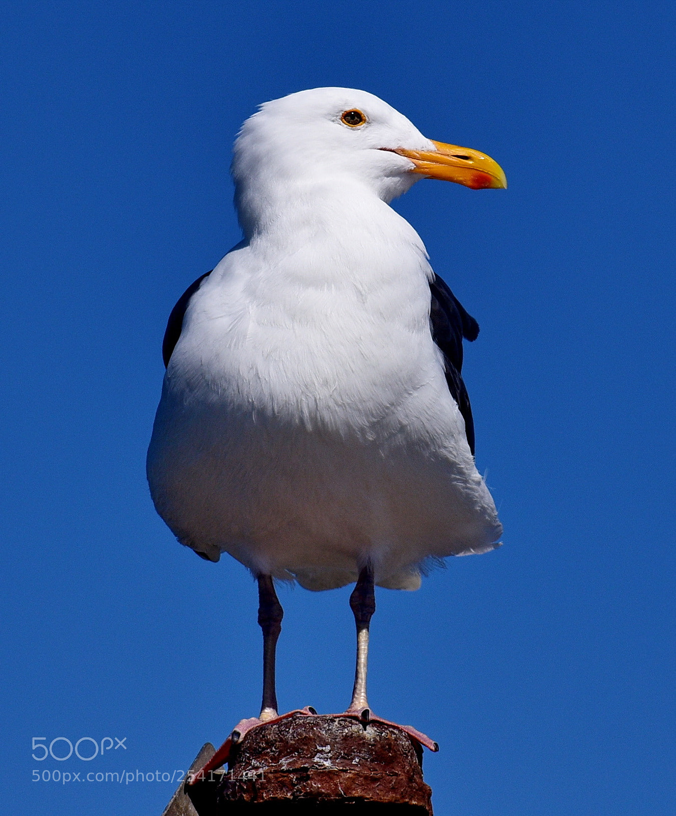 Nikon D7200 sample photo. Seagull watching the ocean photography