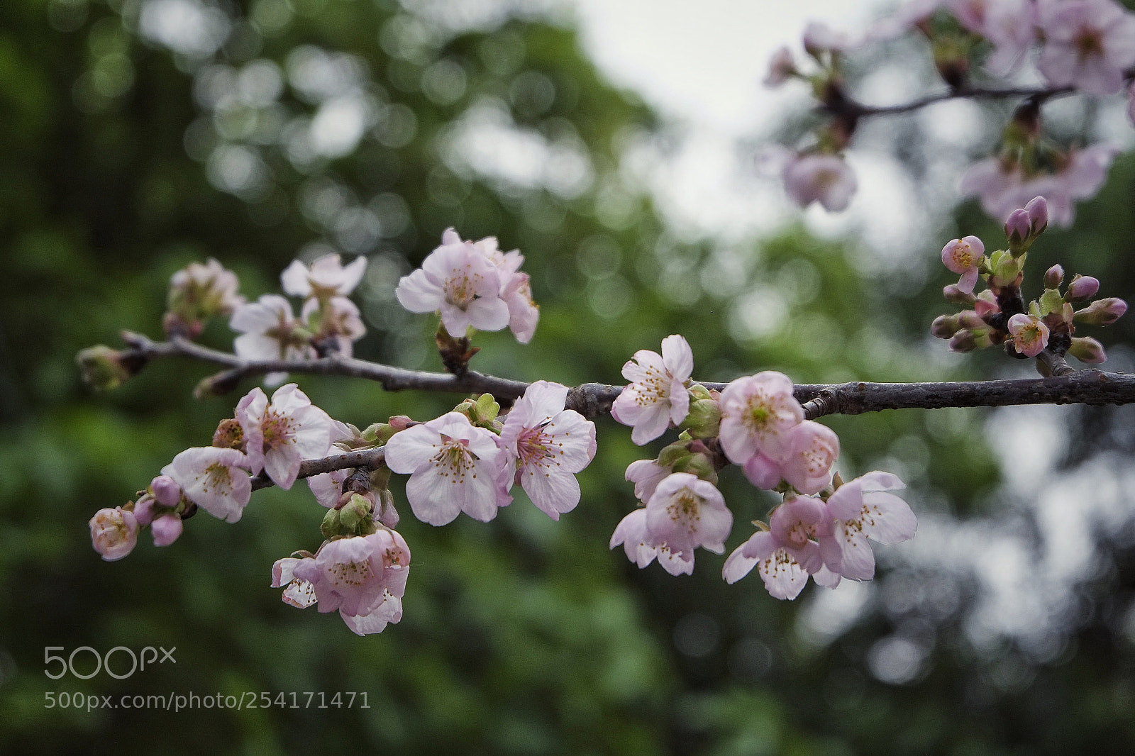 Fujifilm X-E1 sample photo. Sakura photography